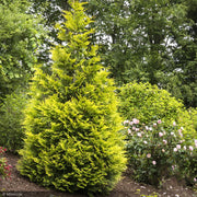 Arborvitae, Ember Waves #15